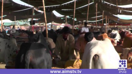 قربانی کے جانور ۔۔۔ سونے کے بھاؤ