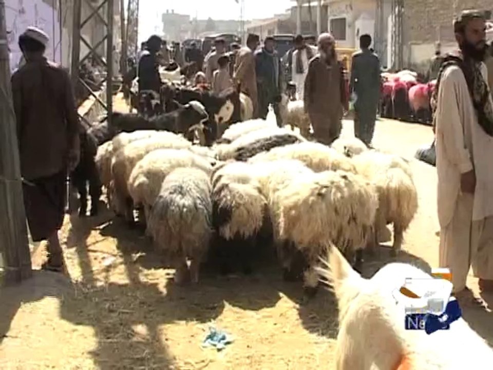 Sacrificial Animals in Quetta-02 Oct 2014