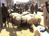 Sacrificial Animals in Quetta-02 Oct 2014