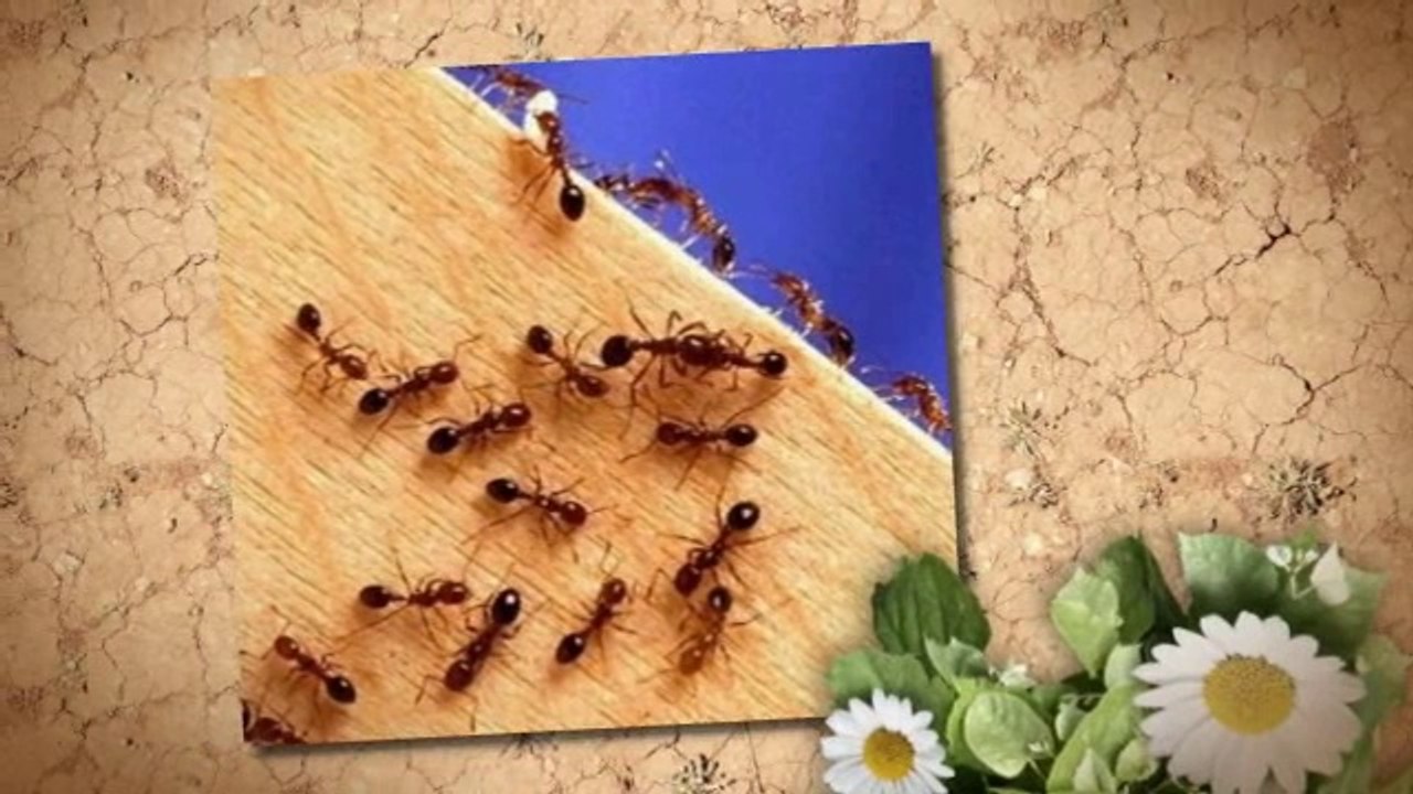 Getting Rid of Ants in the Home