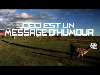 Amazing clip du Jour ! Owned + Pigeon