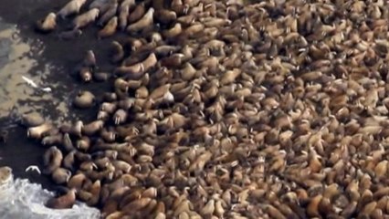 35,000 walruses pack onto Alaskan beach