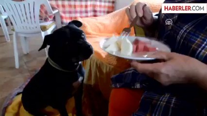 Gurbetçi Vatandaş Köpeğine Bakandan, Kira Almayacak