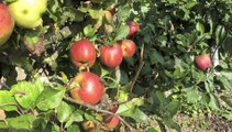 Jardinage: des pommes de toutes les couleurs et de tous les goûts