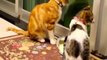 Talking Animals Funny Noises and Meowing Collection _ 2014 _ 720p _ HD