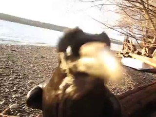 Good Boy : Un corbeau trouve une GoPro