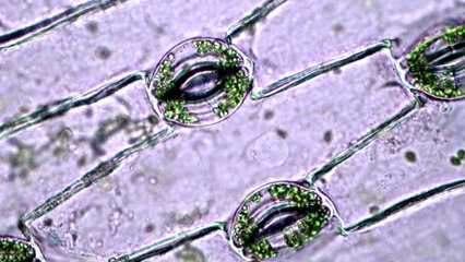 Institut Pasteur - La plate-forme de microscopie électronique- Marie-Christine Prevost