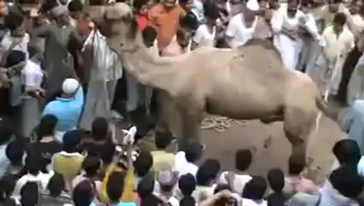 Eid 2014 Video Camel Attack video on People
