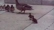 Cute Baby Ducks - Funny Videos at Fully -)(- Silly - Video Dailymotion