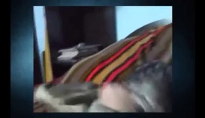 Funny Cats Video - Funny Cat Videos Ever - Video Dailymotion
