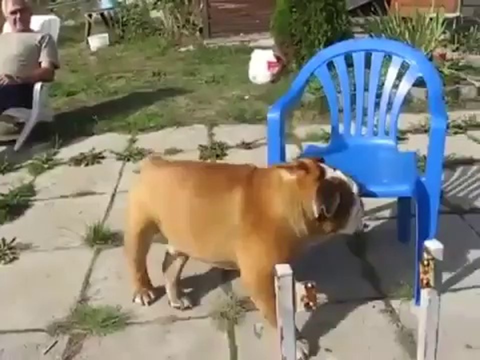 Funny Dog !!