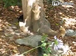 Ninja Kittens Attack Tree - Video Dailymotion