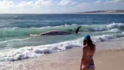 Des requins dévore une baleine sous l’œil médusé des touristes