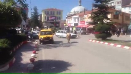 Kaçan Boğa Ortalığı Birbirine Kattı