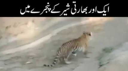 Drunk Engineering Student Jumped into Lion Cage