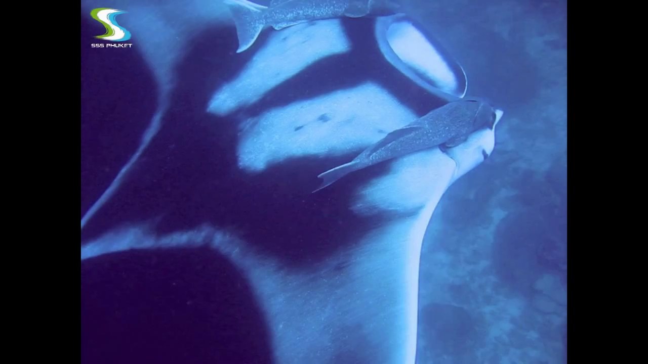 Amazing Manta ray at Koh Bon, Similan Island National Park