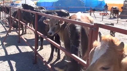 Kayseri Alo Kurbanım Kaçtı Hattı