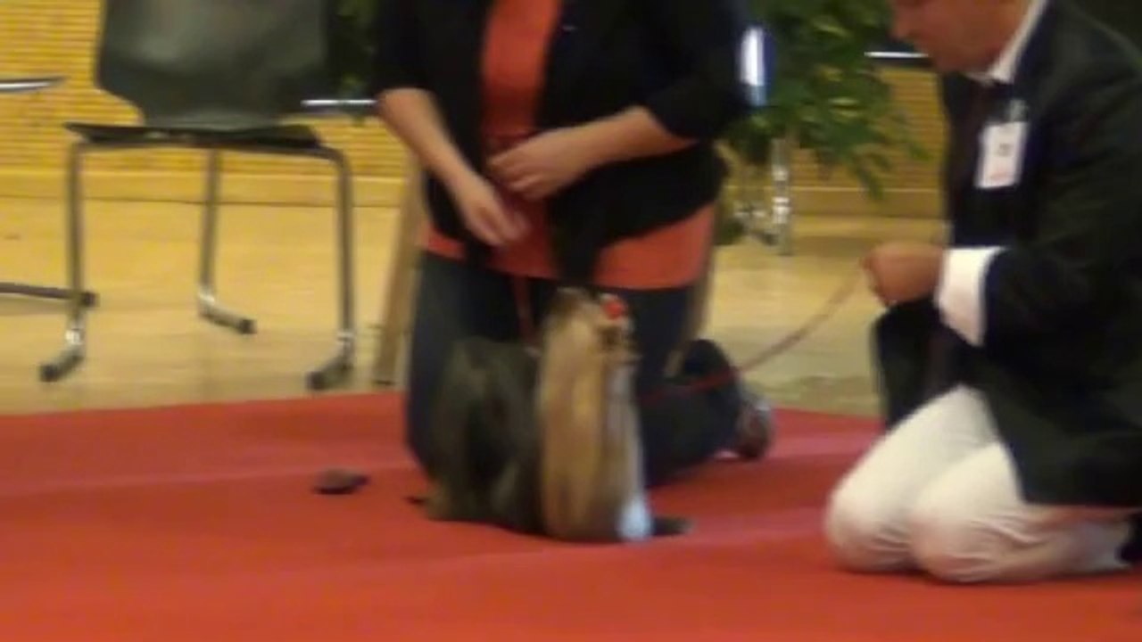 Nationale d'élevage du Yorkshire Terrier Club 2014 Classe ouverte mâles