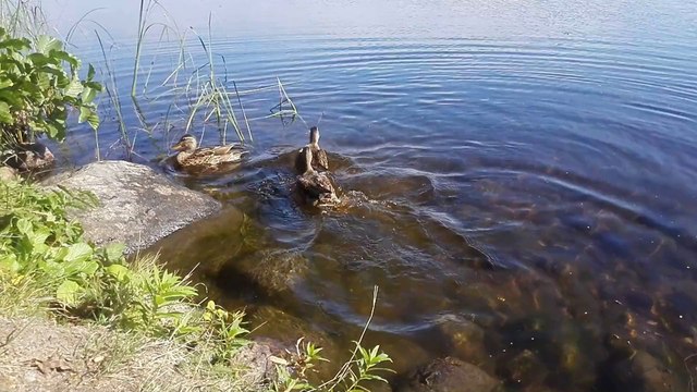 Huawei Ascend P7, тест камеры - Финские утки