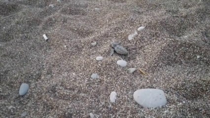 Huawei Ascend P7, тест камеры - Черепашата