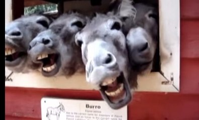 Dünyanın En Sevimli 10 Hayvanı