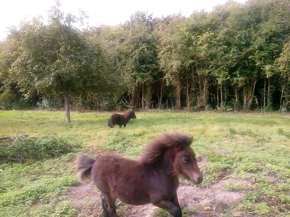 Epona et Erebor, octobre 2014