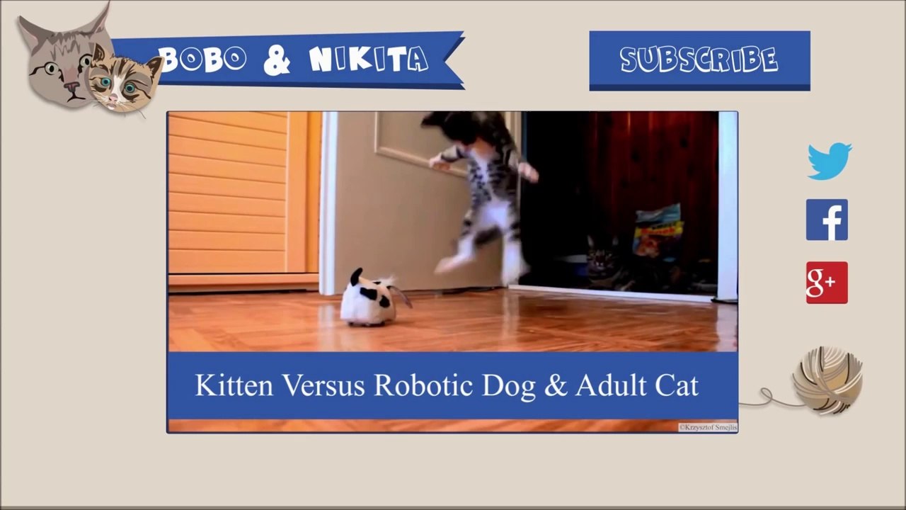 Ce chat adore se faire aspirer par l'aspirateur!