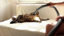 Cat Loves Being Vacuumed