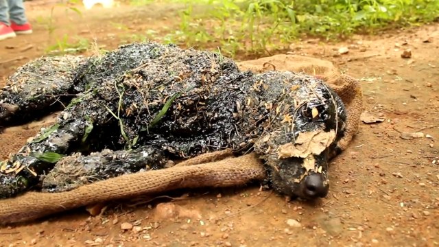 Un chien tombé dans un bac de goudron chaud sauvé de justesse!