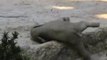 Baby elephant stuck on its back : all the other elephants will help the young animal. So cute...