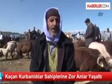 Kaçan Kurbanlıklar Sahiplerine Zor Anlar Yaşattı