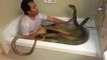 can yoy take bath with cobras.