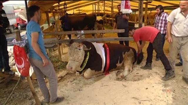 Şampiyon Satılırsa 2 Bin Lirası Samsunspor'un