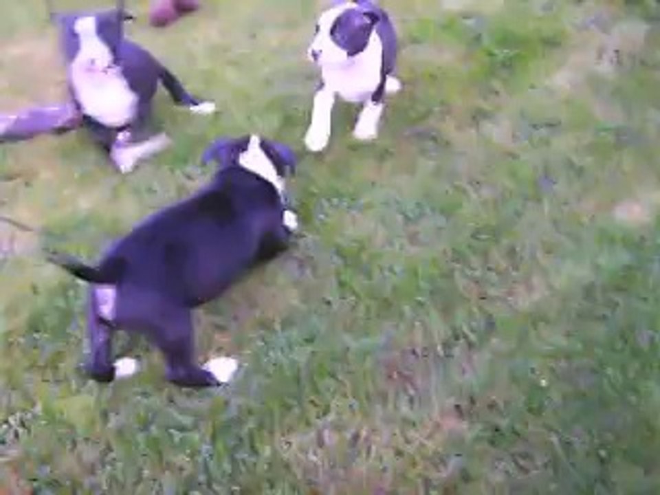 vidéo du 02.10.14 des B.B Burny et Golden...