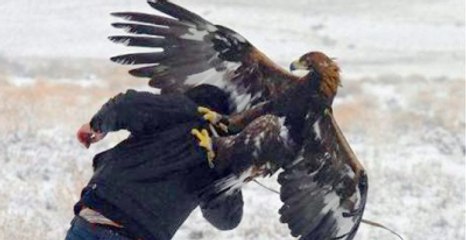 Kartal Dağdan İnen Köylüyü Kapıp Kaçtı