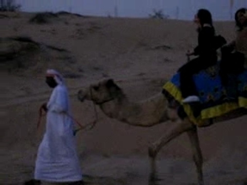 Dubai_chameau