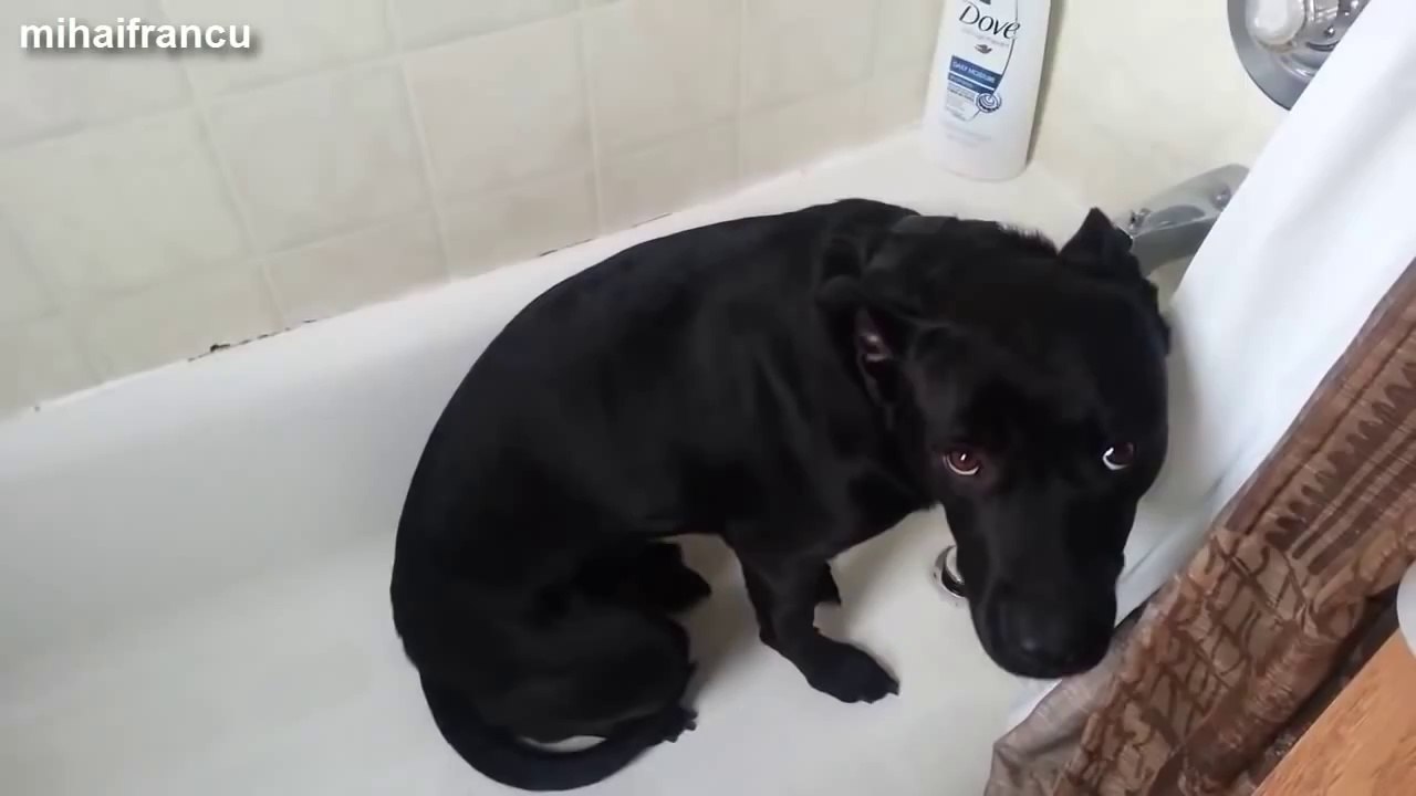 Funny Guilty Dogs Compilation 2014
