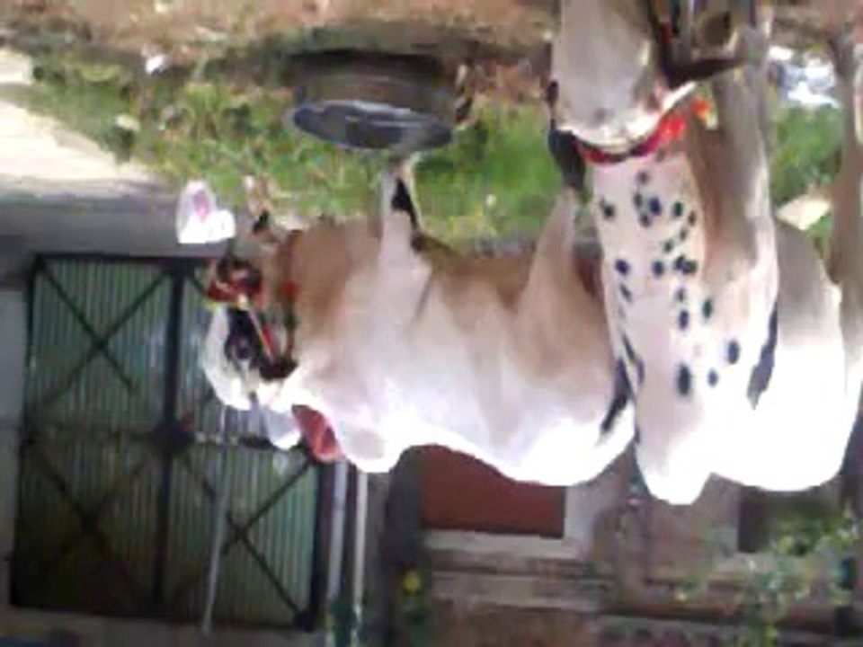 noman