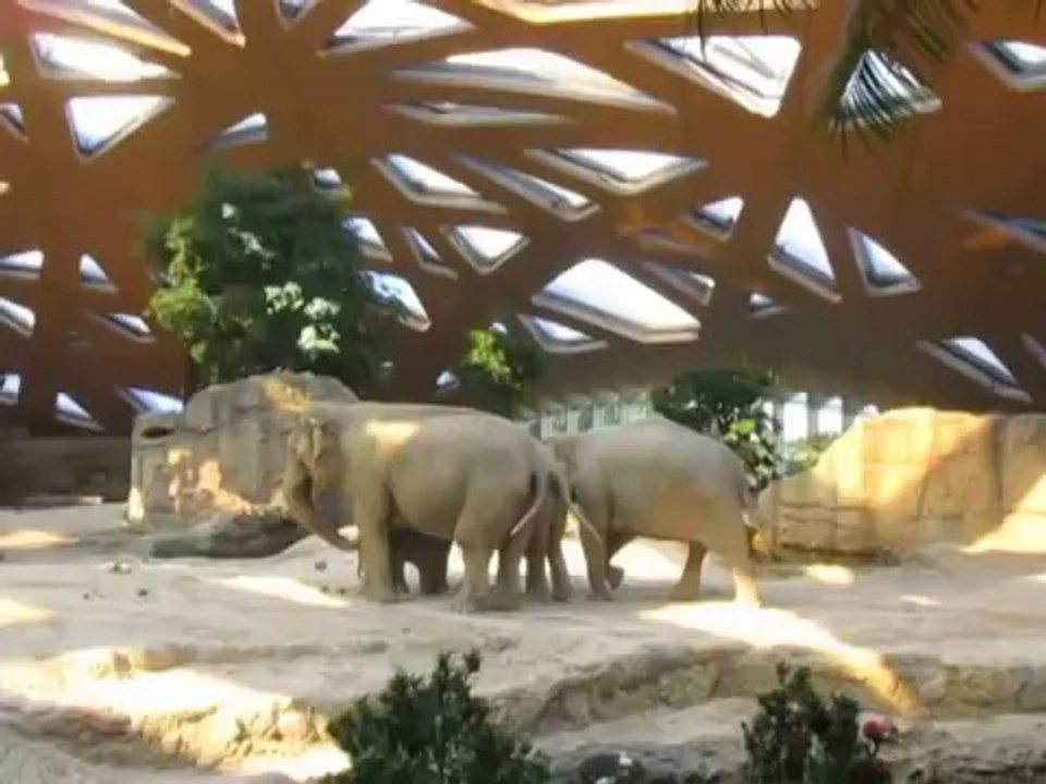 Des elephants sauvent un elephanteau dans un zoo