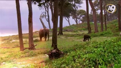Yeryüzünün en büyük kara hayvanı: Filler
