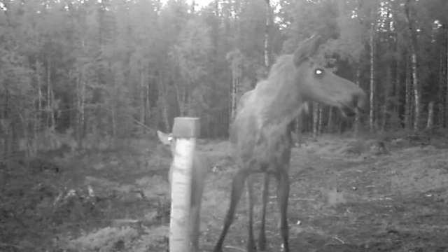 Une maman élan protège son petit des loups