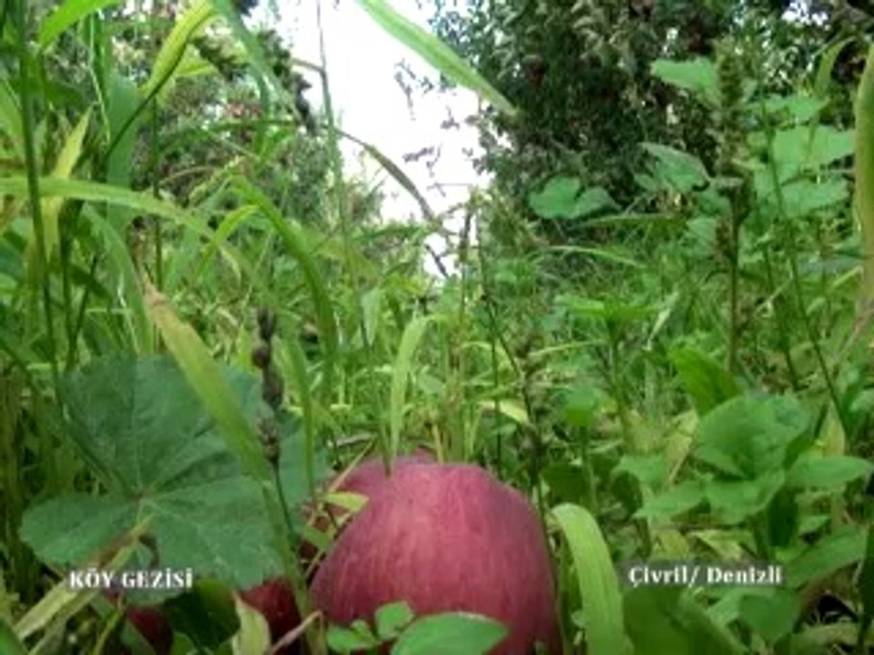 186 Denizli Çivril (Bodur Elma)