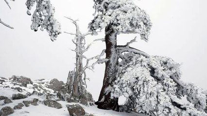 Фильм Ледяной лес  онлайн в хорошем качестве