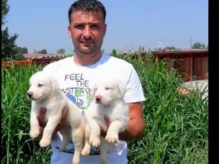 satılık Akbaş çoban köpegi