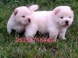 satılık Chow Chow ilani