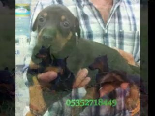 satılık doberman ilani