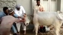 Cow Qurbani Running of Dangerous Cow Kick 2014 Funny Video