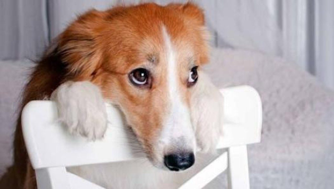 Funny Guilty Dogs Videos