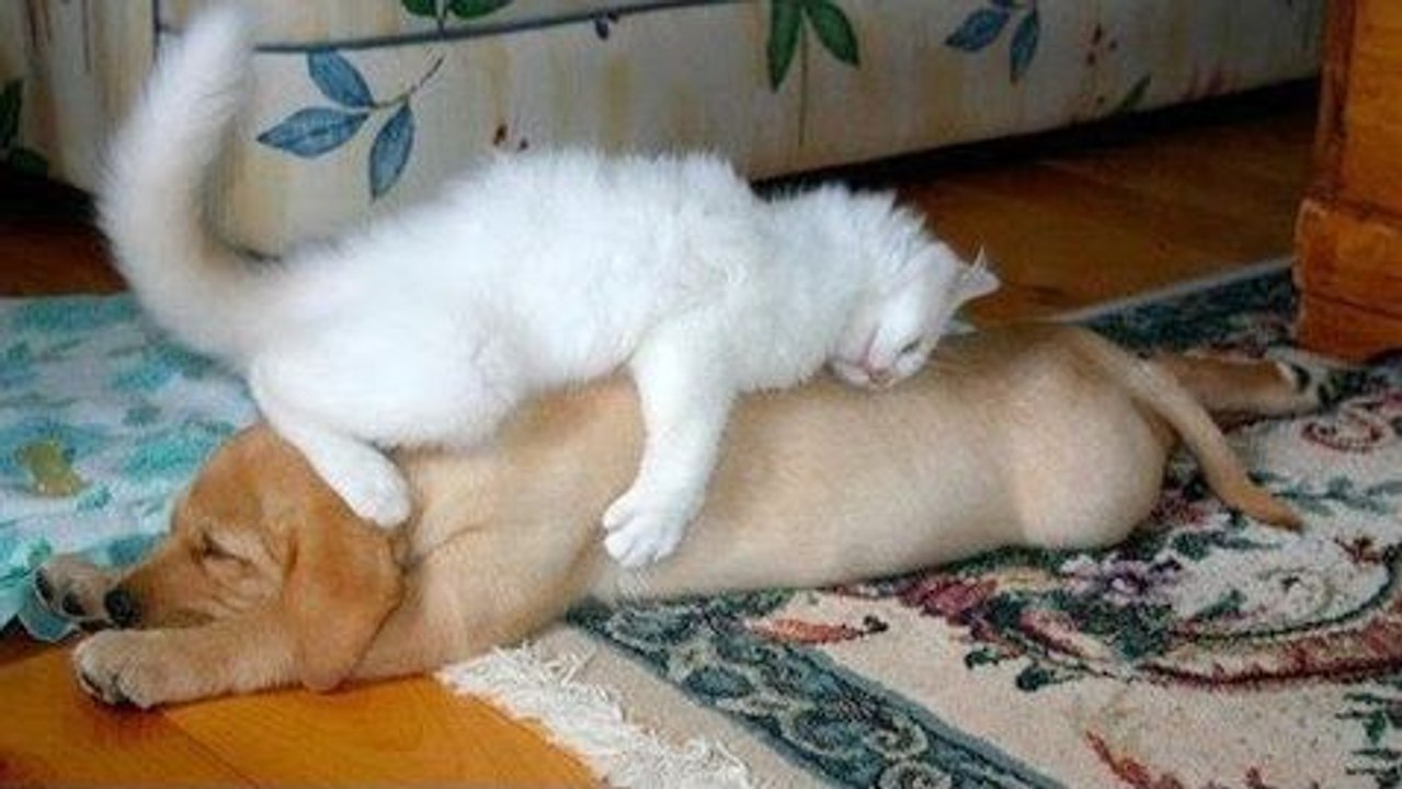 Cute animals waking each other up
