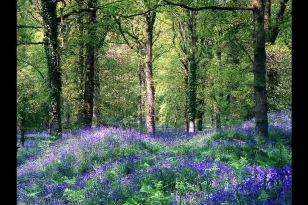 Amazing Grace (My Chains are Gone) - Chris Tomlin Worship Video w_lyrics